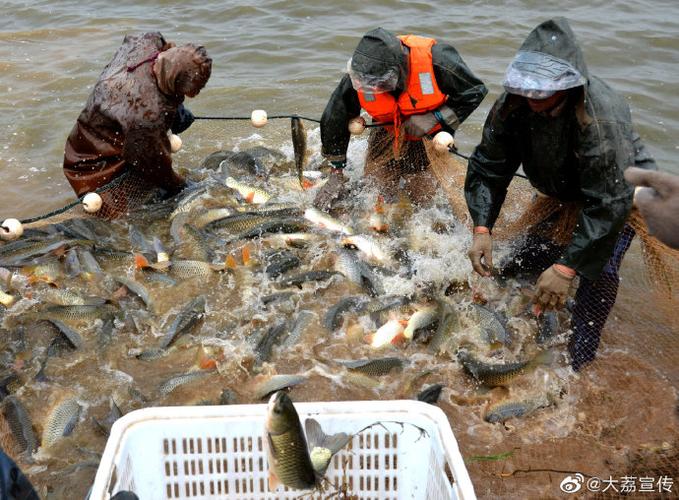 陕西省渭南市大荔县:渔业养殖仍是一派忙碌的水产品销售景象-水产人网
