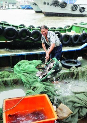 水产养殖户纷纷赶在台风前将网箱内上规格的鱼捕上,运往本地市场销售